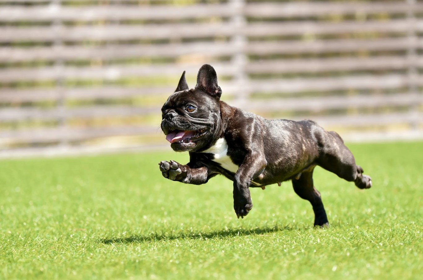 Top 5 Pet Turf Accidents (with Smart Fixes)